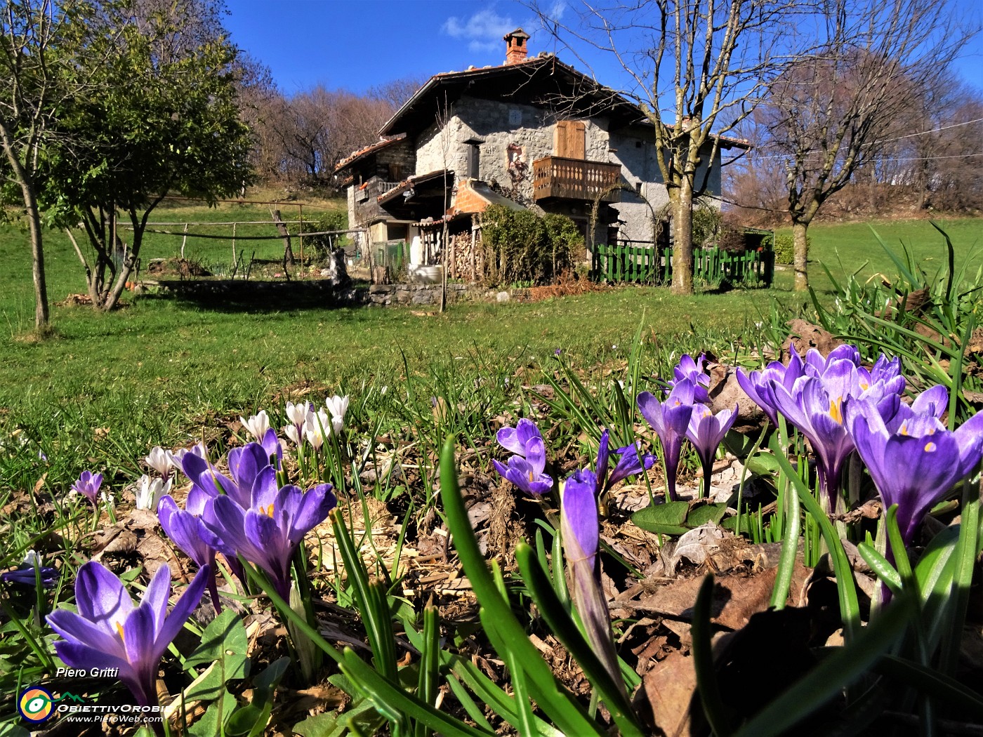 07 Crocus Vernus (Crochi violetti e bianchi) alla Cascina Lor ai pascoli del Ronco (1100 m).JPG